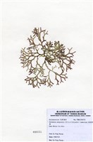 藏品(扁乳節藻)的圖片